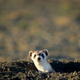 Illustration for article titled Return from whence you came, Black-Footed Ferrets